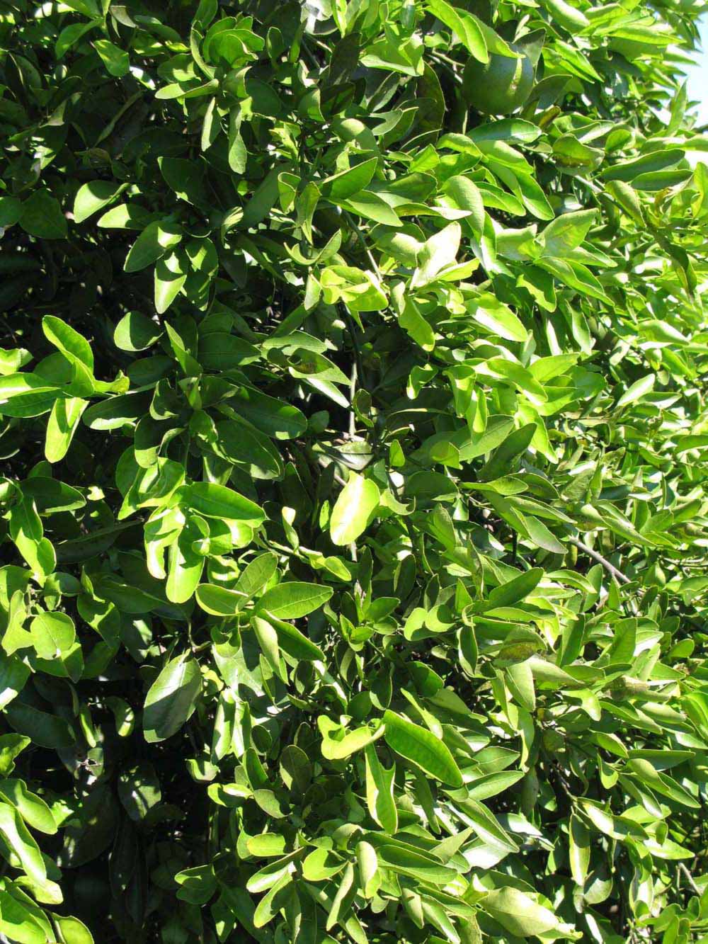              Sun leaves (Winter Haven, FL)       